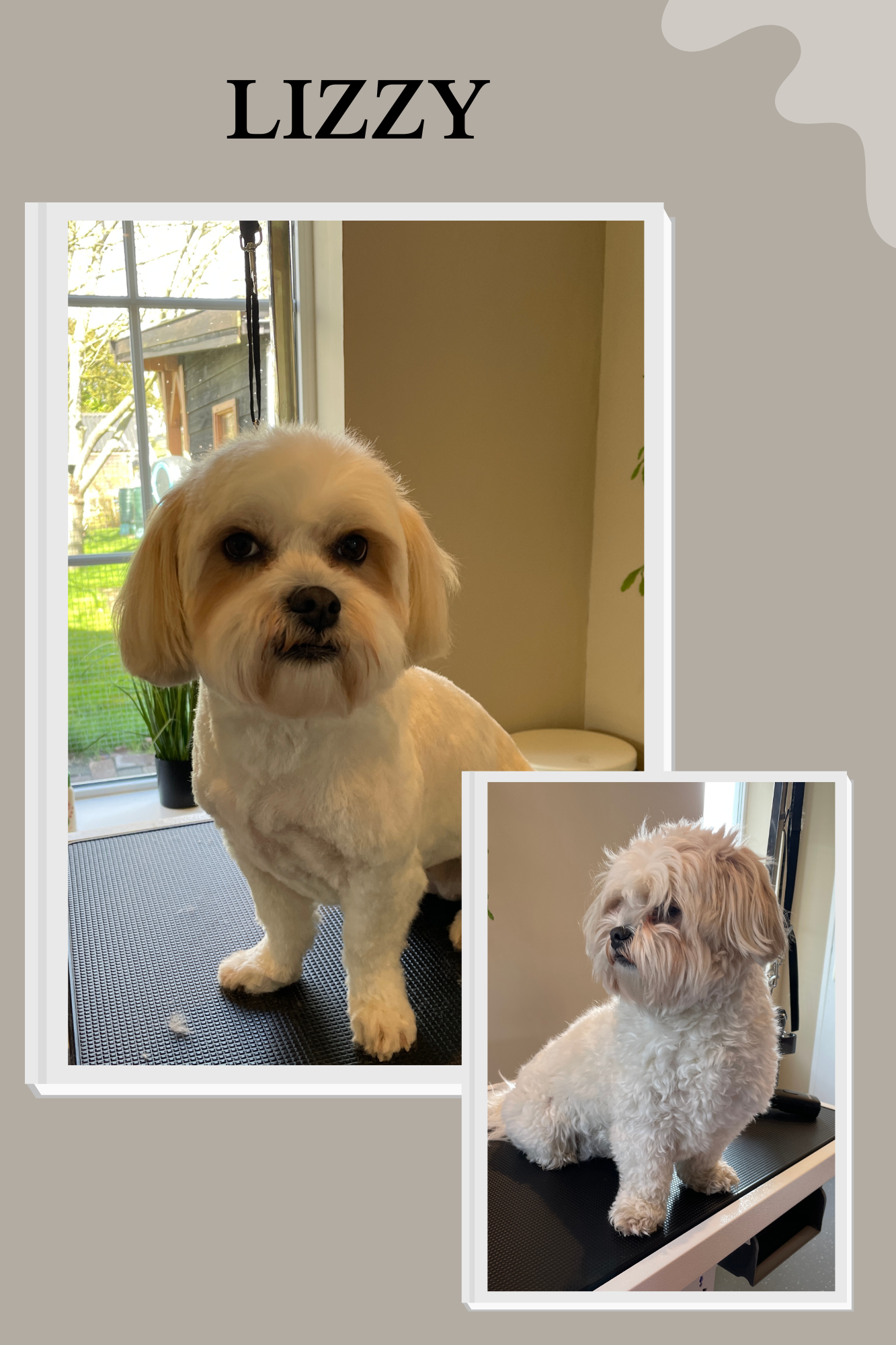 Getrimde hond 3